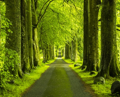 The Green Mile