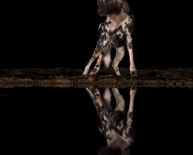 The Night Huntress