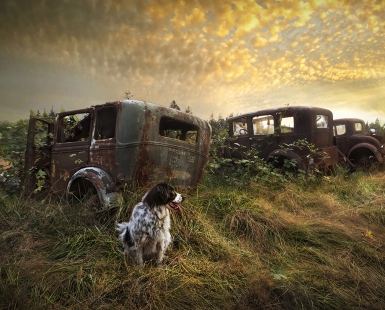 Dog with trucks