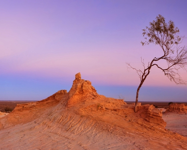 Desert Dawn