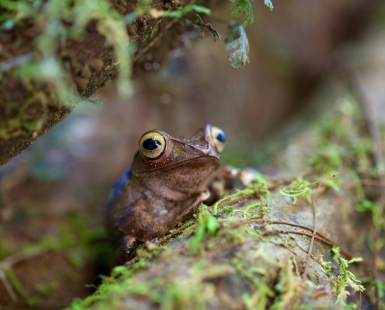 Boophis madagascariensis frog