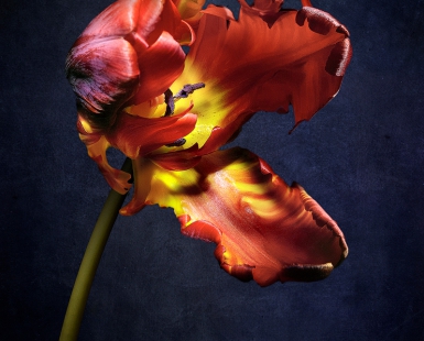 My flowers are like prima donnas!
