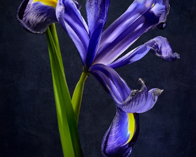 Iris Professor Blaauw