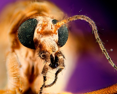 Tipulidae