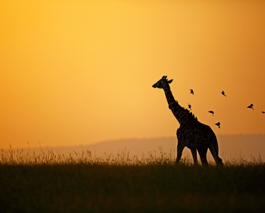 Giraffe & the Ox-peckers