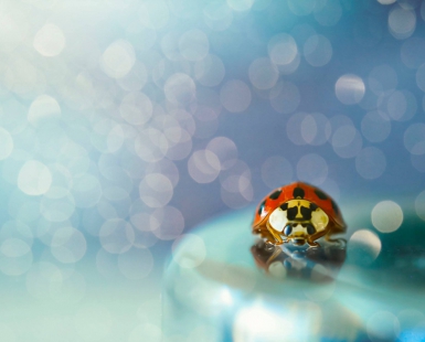 Dreamy bug