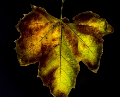 Beauty of decay