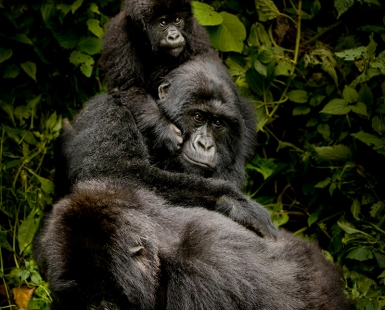 Virunga's Mountain Gorillas