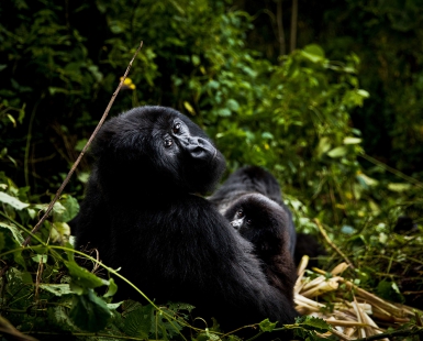 Virunga's Mountain Gorillas