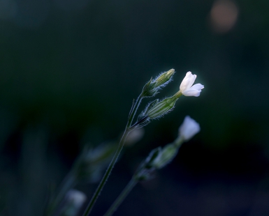 Seeking light
