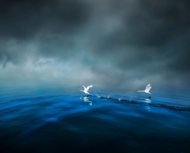 Swans of the cobalt blue lake