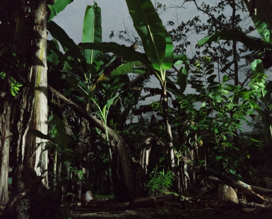 Jungle Party