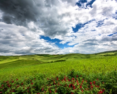 Fields of Spring