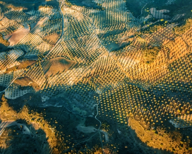 Nature's Pattern