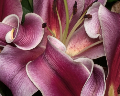 Lily Study #896