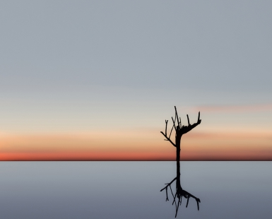 Dry Tree