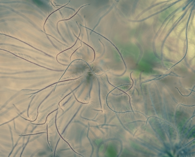 Apache Plume series - Green