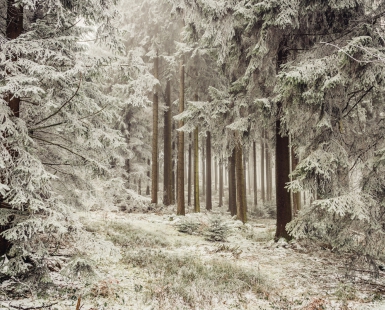 Winterwald