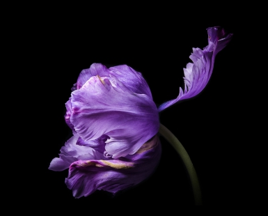Tulipa