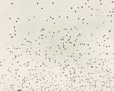 Flying Sparrows
