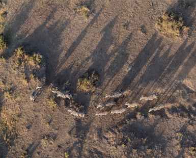 Zebras and Shadows