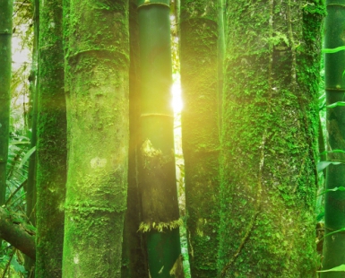 Guiding Light