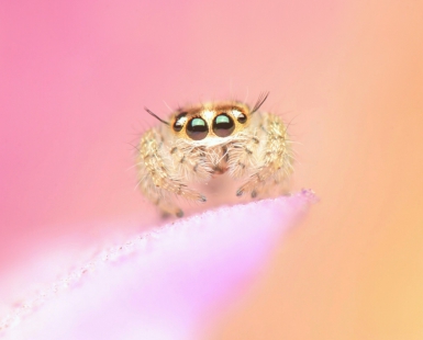 Cute Jumper