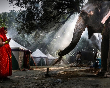 THE HOLY ELEPHANT