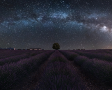 Galaxy Tree