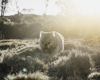 Wombat of Cradle Mountain