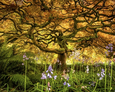 Magic Garden