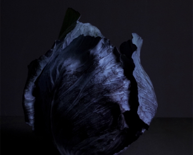 Red cabbage | Blue hour