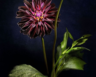 Dahlia Arabian Night
