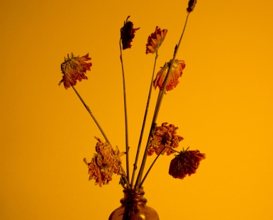 Beauty in the Damaged