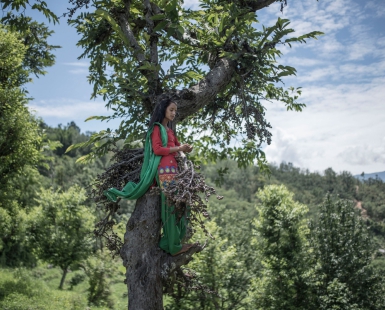 Surekha Perched Fruit Tree