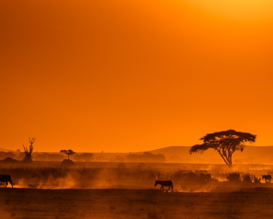 sunset with zebras in the dust