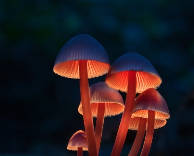 Sweet Lamps