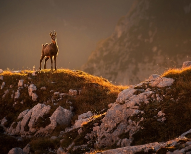 Mountain goat