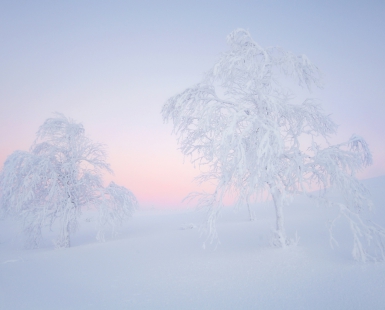 Kaamos