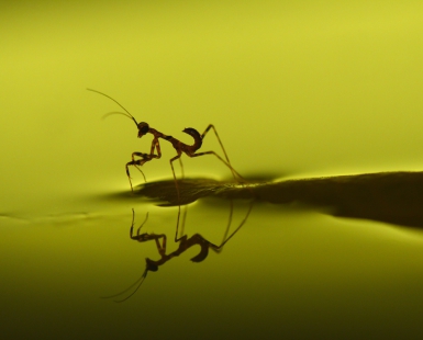 A wonderful world of the praying mantis