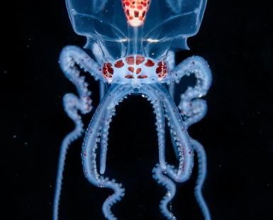 Alien Dancer