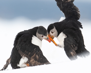 Puffin Battle