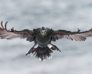 Winter Shag