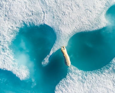 Above the Polar Bear
