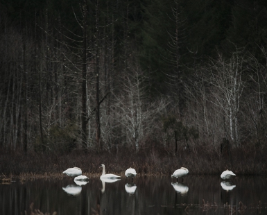 Swans