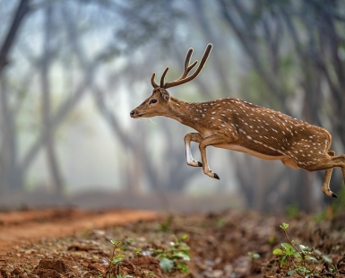 Leap of Faith