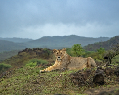 Indian Africa