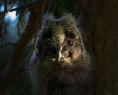 Owl