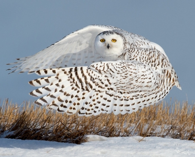 Snowy Ballerina