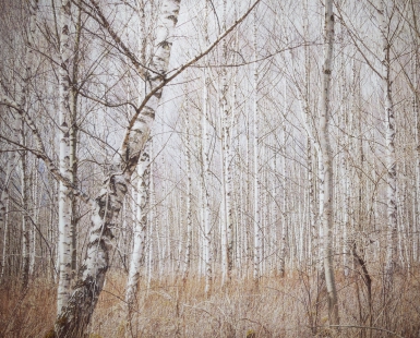 birches
